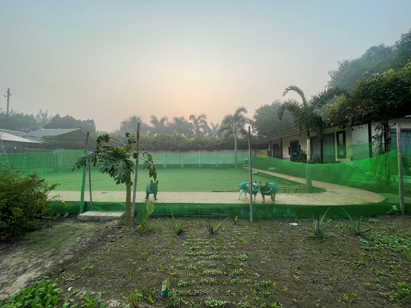 Lawns for outdoor gatherings