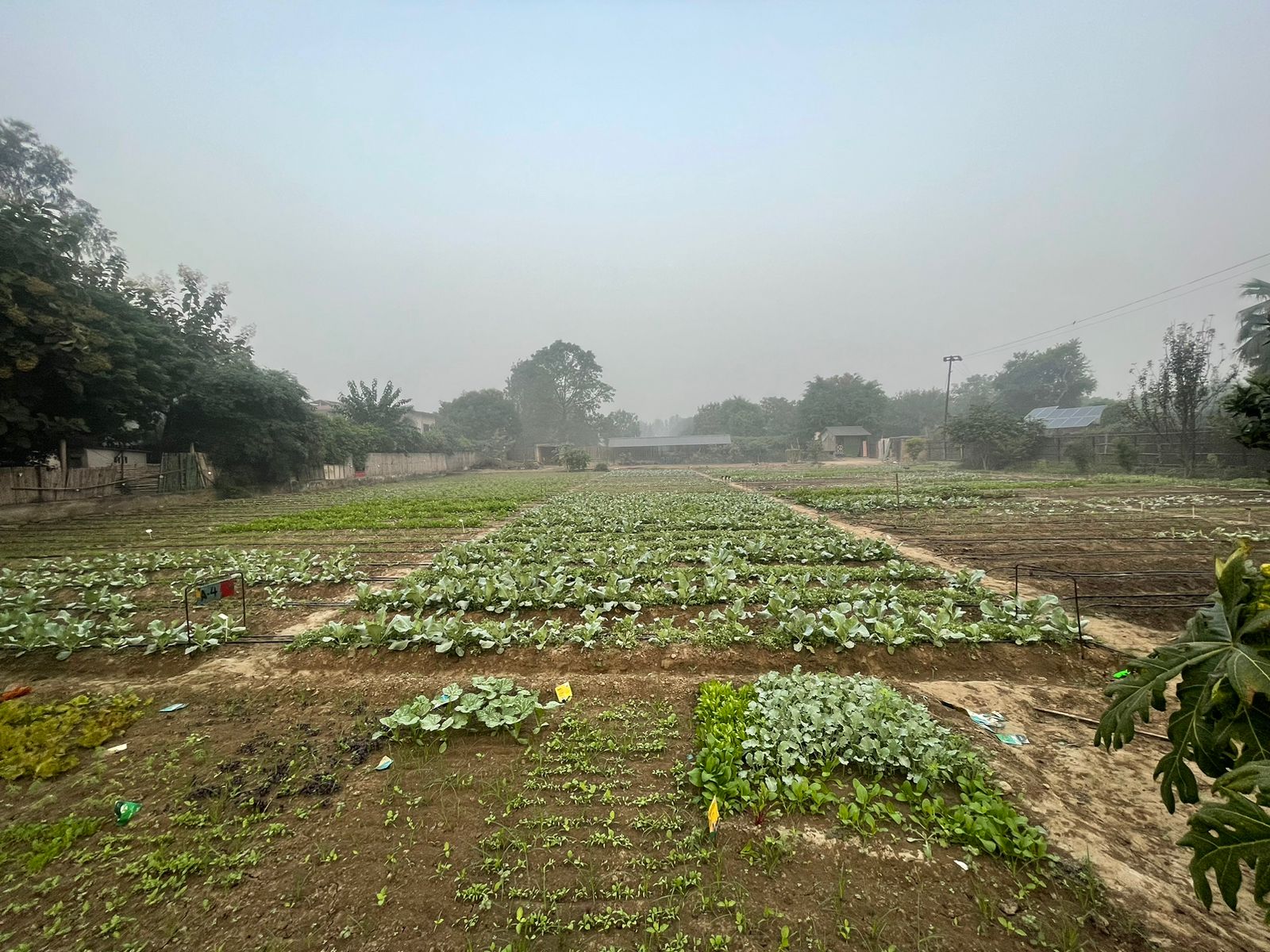 Brunches and Dinners